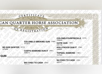 American Quarter Horse, Hengst, 14 Jaar, 148 cm, Vos