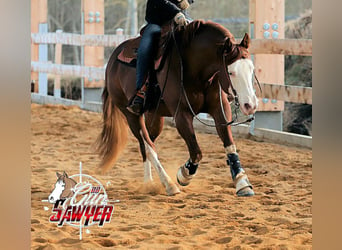 American Quarter Horse, Ogier, 14 lat, 148 cm, Kasztanowata