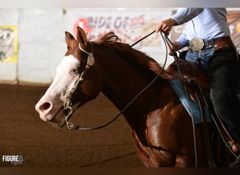 American Quarter Horse, Stallion, 14 years, 14.2 hh, Chestnut-Red