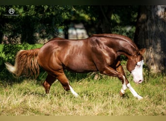 American Quarter Horse, Stallion, 14 years, 14.2 hh, Chestnut-Red