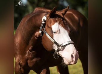 Quarter horse américain, Étalon, 14 Ans, 148 cm, Alezan