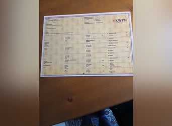 Nederlandse koudbloedige, Hengst, 3 Jaar, 167 cm, Vos