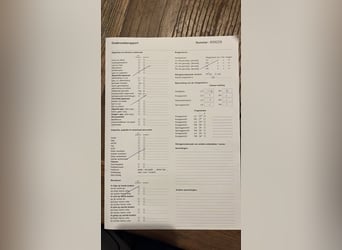 Nederlandse koudbloedige, Hengst, 3 Jaar, 167 cm, Vos