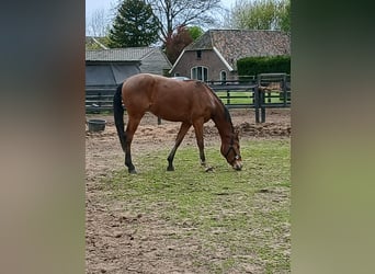 Nederlandse koudbloedige, Hengst, 3 Jaar, 167 cm, Vos