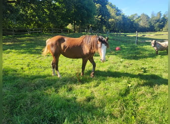 Nederlandse koudbloedige Mix, Merrie, 2 Jaar, 145 cm, Bruin