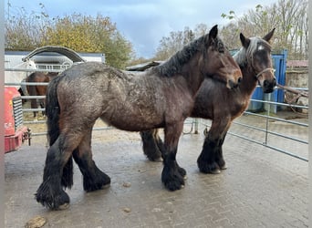 Nederlandse koudbloedige, Merrie, 3 Jaar, 165 cm, Roodbruin