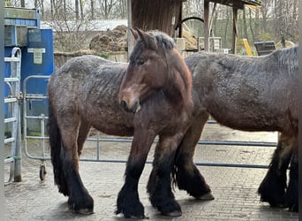 Nederlandse koudbloedige, Merrie, 3 Jaar, 165 cm, Roodbruin