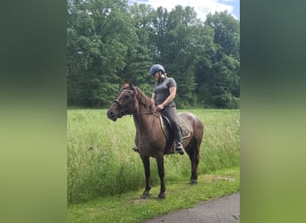 Nederlandse koudbloedige Mix, Merrie, 5 Jaar, 148 cm, Roan-Red