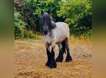 Nederlandse koudbloedige, Ruin, 3 Jaar, 158 cm, Zwartschimmel