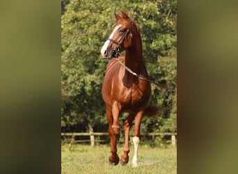Englisches Vollblut, Hengst, 7 Jahre, 164 cm