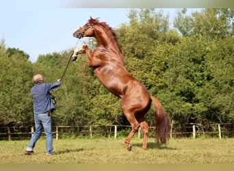 Thoroughbred, Stallion, 7 years, 16 hh