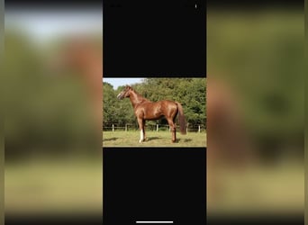 Thoroughbred, Stallion, 7 years, 16 hh