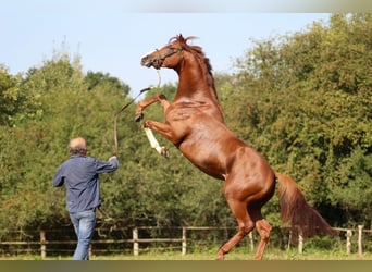 Thoroughbred, Stallion, 7 years, 16 hh