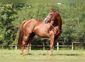 Thoroughbred, Stallion, 7 years, 16 hh
