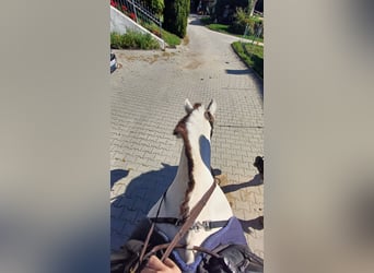 Nettes Mädchen sucht reitbeteiligung