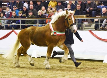 Rhenisch-German Heavy Draft, Stallion, 7 years, 16.1 hh, Chestnut-Red