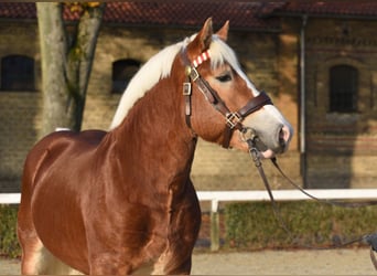 Rhenisch-German Heavy Draft, Stallion, 7 years, 16.1 hh, Chestnut-Red