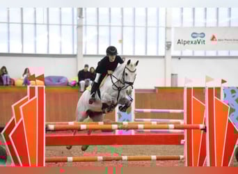 New Forest, Castrone, 11 Anni, 142 cm, Grigio