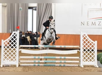 New Forest, Castrone, 11 Anni, 142 cm, Grigio