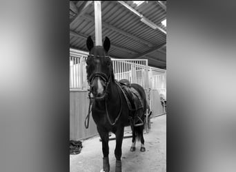 New Forest, Castrone, 12 Anni, 146 cm, Morello