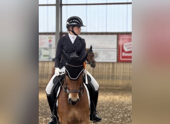 New Forest, Castrone, 12 Anni, 148 cm, Baio