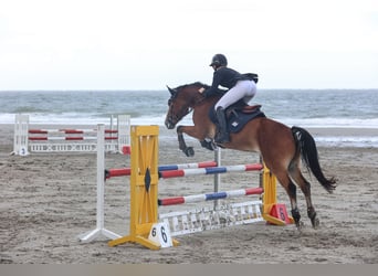 New Forest, Castrone, 12 Anni, 148 cm, Baio