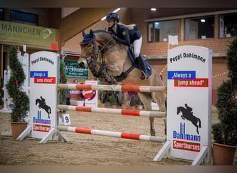 New Forest, Castrone, 12 Anni, 148 cm, Baio