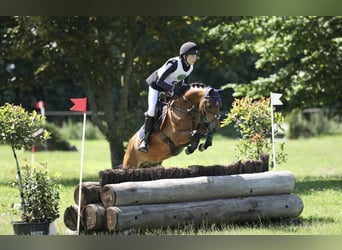 New Forest, Castrone, 13 Anni, 145 cm