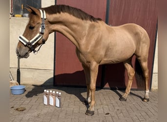 New Forest, Castrone, 13 Anni, 147 cm, Sauro