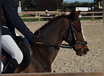 New Forest, Castrone, 14 Anni, 118 cm, Baio