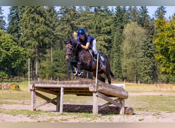 New Forest, Castrone, 14 Anni, 144 cm, Baio scuro