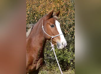 New Forest, Castrone, 15 Anni, 146 cm, Sauro