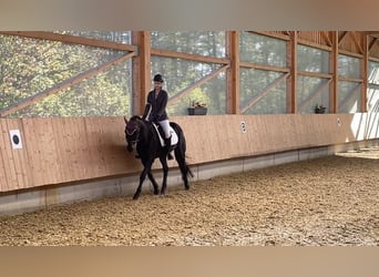 New Forest, Castrone, 15 Anni, 147 cm, Baio scuro