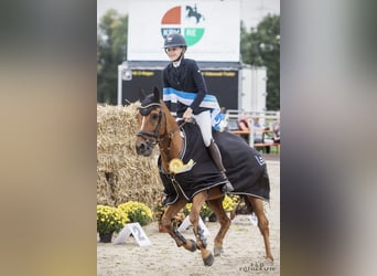 New Forest, Castrone, 15 Anni, 147 cm, Sauro