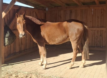 New Forest, Castrone, 16 Anni, 152 cm, Sauro