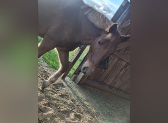 New Forest, Castrone, 16 Anni, 152 cm, Sauro