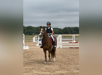 New Forest, Castrone, 17 Anni, 130 cm, Baio