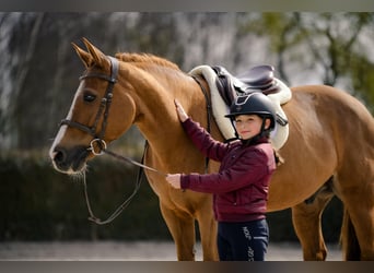 New Forest, Castrone, 17 Anni, 147 cm, Sauro