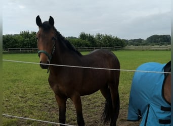 New Forest, Castrone, 3 Anni, 145 cm, Baio