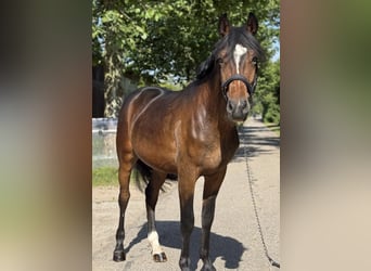 New Forest, Castrone, 3 Anni, 145 cm, Baio