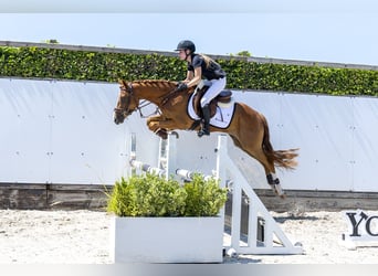 New Forest, Castrone, 3 Anni, 152 cm, Sauro