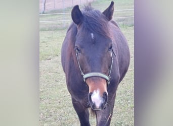 New Forest, Castrone, 4 Anni, 143 cm, Baio scuro