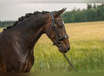 New Forest, Castrone, 4 Anni, 143 cm, Baio scuro
