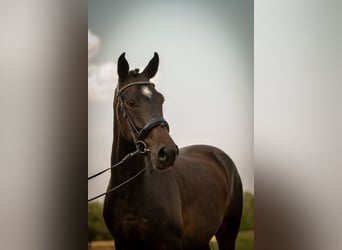 New Forest, Castrone, 4 Anni, 143 cm, Baio scuro