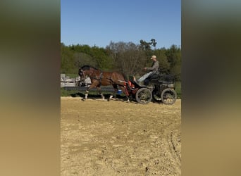 New Forest, Castrone, 4 Anni, 146 cm, Baio