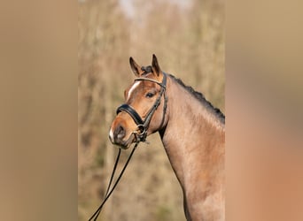 New Forest, Castrone, 4 Anni, 146 cm, Baio
