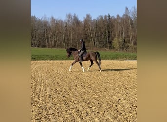New Forest, Castrone, 4 Anni, 146 cm, Baio