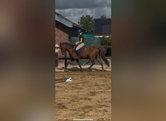 New Forest, Castrone, 4 Anni, 147 cm, Baio
