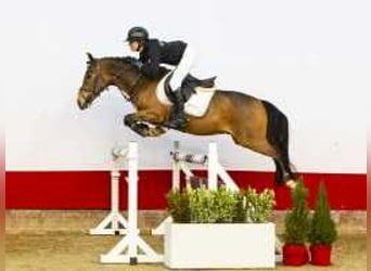 New Forest, Castrone, 4 Anni, 147 cm, Baio