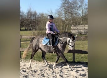 New Forest, Castrone, 5 Anni, 133 cm, Leardo